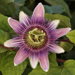 passiflora floarea pasiunii